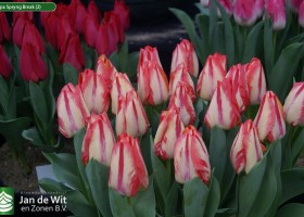 Tulipa Spryng Break (2)