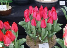 Tulipa Spryng Tide (1)