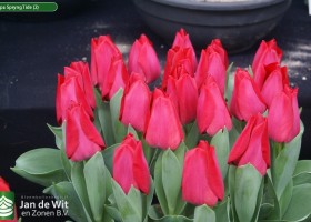Tulipa Spryng Tide (2)