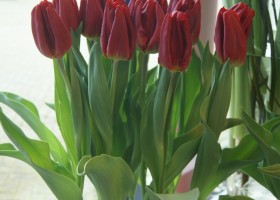 Tulipa Strong Fire (1)