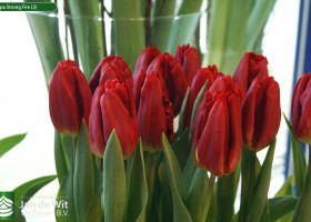 Tulipa Strong Fire (2)
