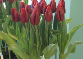 Tulipa Strong Love (1)