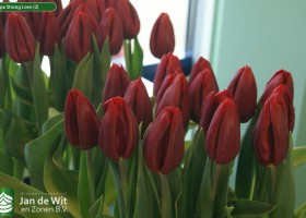 Tulipa Strong Love (2)