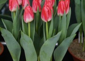 Tulipa Supermodel (1)