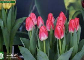 Tulipa Supermodel (2)