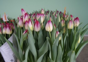 Tulipa Supri Erotic (1)