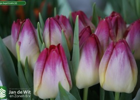 Tulipa Supri Erotic (2)
