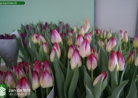 Tulipa Supri Erotic (3)