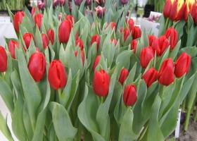 Tulipa Surrender (1)