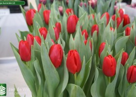 Tulipa Surrender (2)