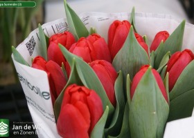 Tulipa Surrender (3)