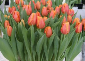 Tulipa Time Out (1)