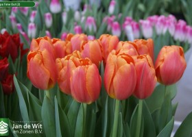 Tulipa Time Out (2)