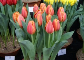 Tulipa Time Out (3)