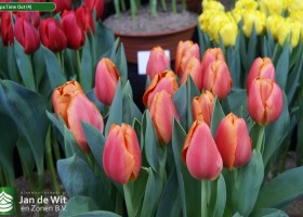 Tulipa Time Out (4)