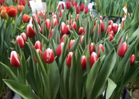 Tulipa Timeless (1)