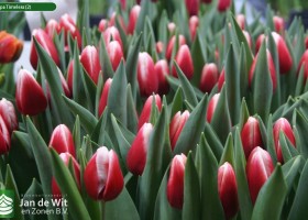Tulipa Timeless (2)