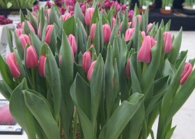 Tulipa Tresor (1)
