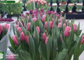 Tulipa Tresor (2)