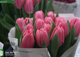 Tulipa Tresor (3)