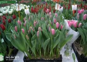 Tulipa Tresor (4)