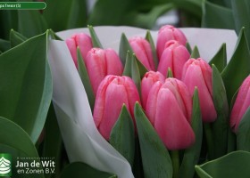 Tulipa Tresor (5)