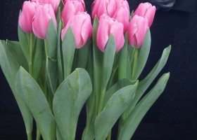 Tulipa Tresor (6)