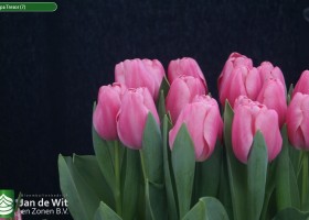 Tulipa Tresor (7)