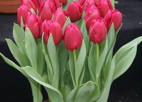 Tulipa Trijntje (1)