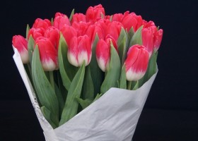 Tulipa Tropical (1)