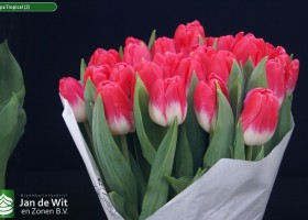 Tulipa Tropical (2)