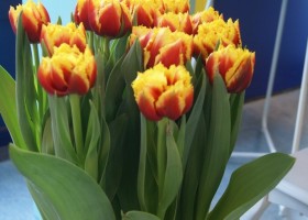 Tulipa Twilight Magic (1)