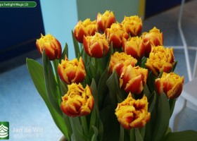 Tulipa Twilight Magic (2)