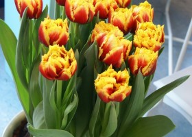 Tulipa Twilight Magic (3)