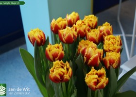 Tulipa Twilight Magic (4)