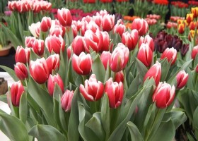 Tulipa Universum (1)