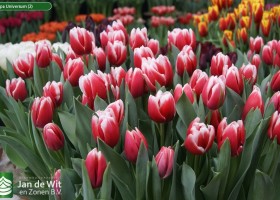 Tulipa Universum (2)