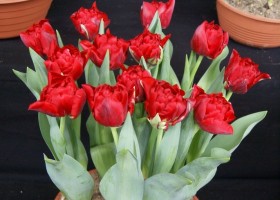 Tulipa Verona Red (1)