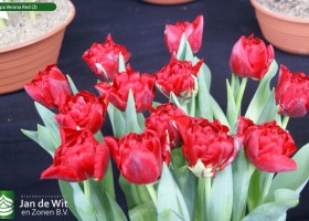 Tulipa Verona Red (2)