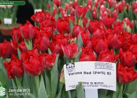 Tulipa Verona Red