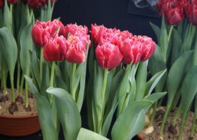 Tulipa Verona Sunrise (1)