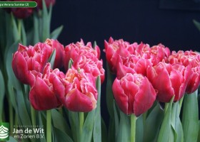 Tulipa Verona Sunrise (2)