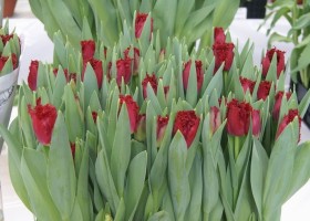 Tulipa Versace (1)