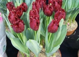Tulipa Versace (3)