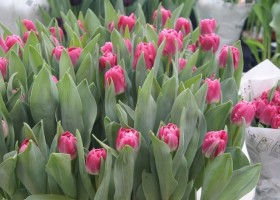 Tulipa Vogue (1)