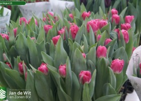 Tulipa Vogue (2)