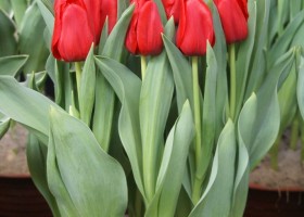 Tulipa Westfriesland Fire