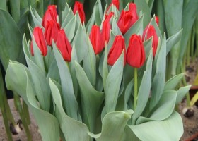 Tulipa Westfrisian Red (1)