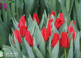 Tulipa Westfrisian Red (2)