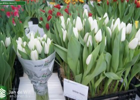 Tulipa White Hero (1)